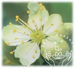 Photo fleurs de Bach Eveil Massage